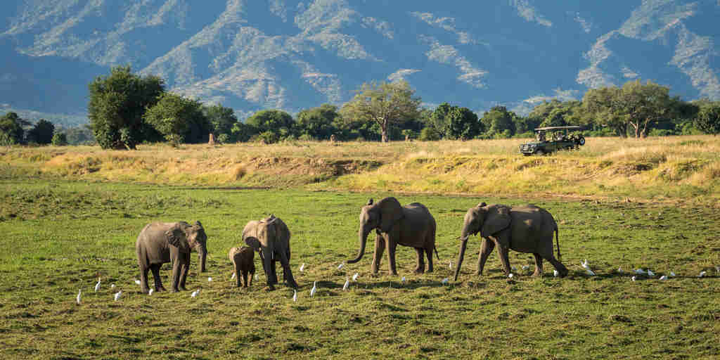 Elephant Family, Ruckomechi, Mana Pools NP, Zimbabwe
