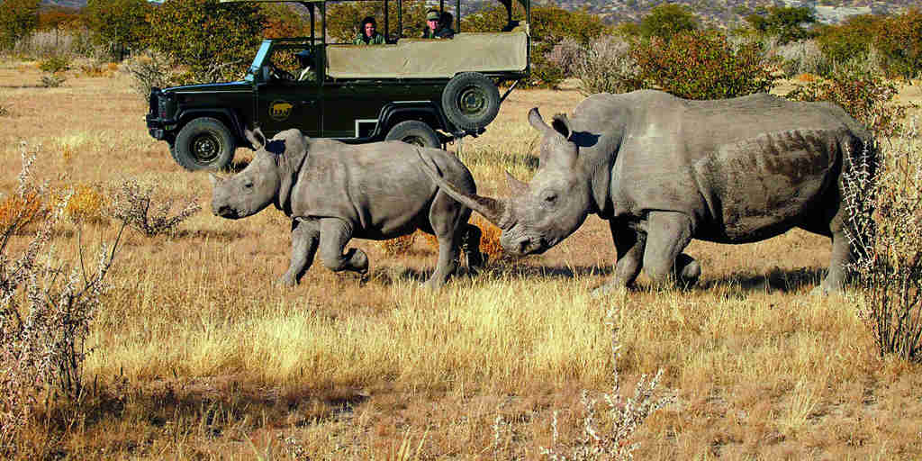 Rhinos, Ongava Tented Camp, Etosha National Park, Namibia