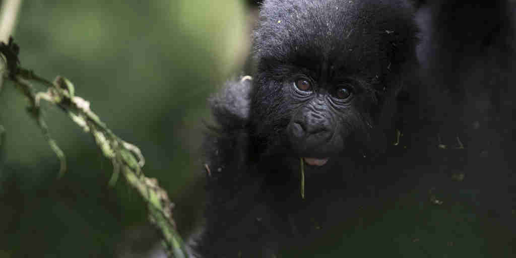 Gorilla, Mount Gahinga, Mgahinga Gorilla NP, Uganda