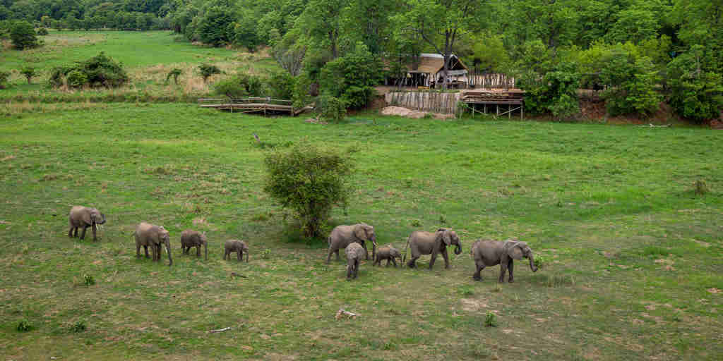 Elephants, Zungulila, South Luangwa NP, Zambia