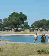 Elephant herd, Walking safaris, Zambezi National Park, Zimbabwe 