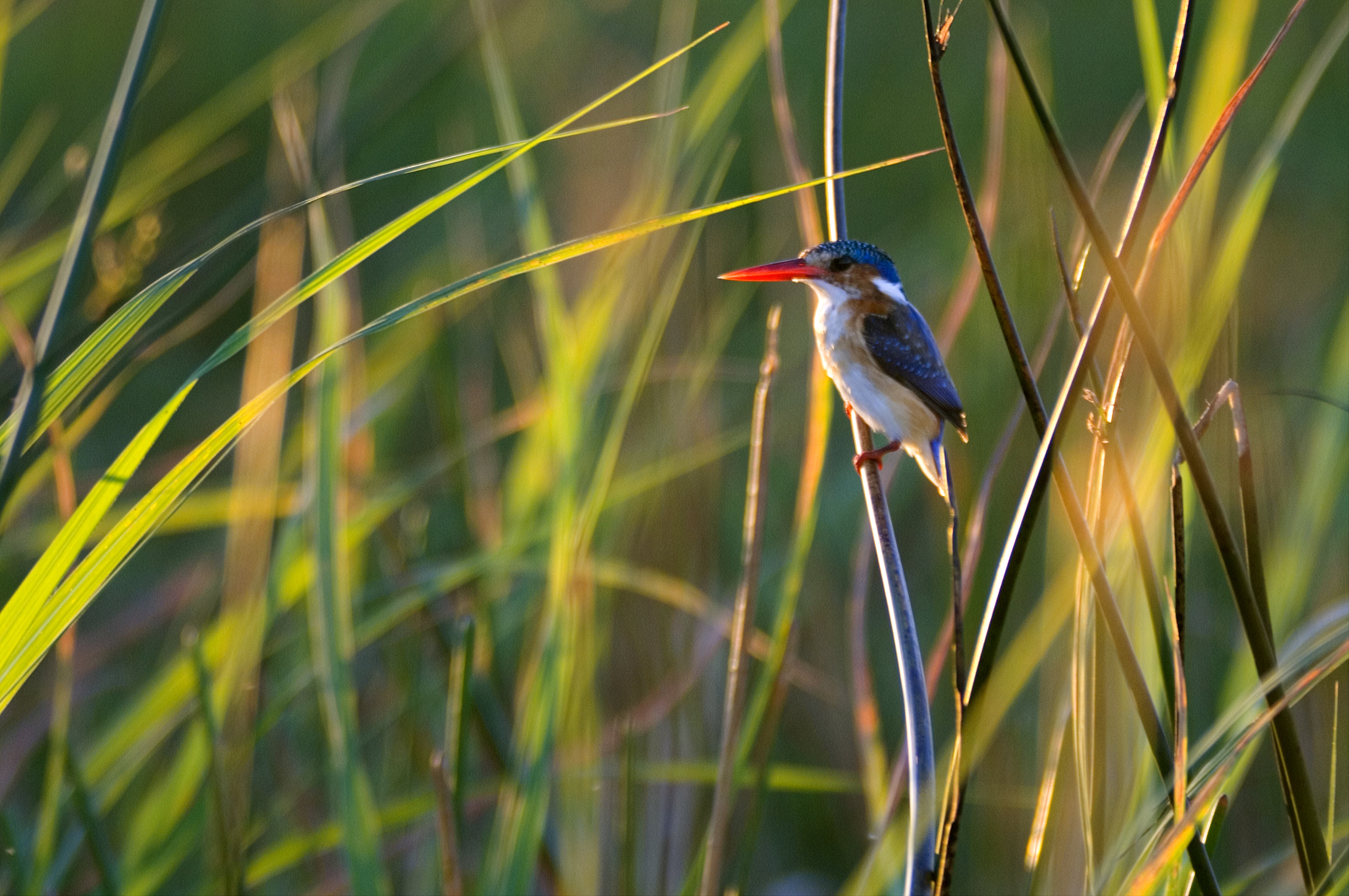 Woodland Kingfisher, Okavango Delta, Botswana