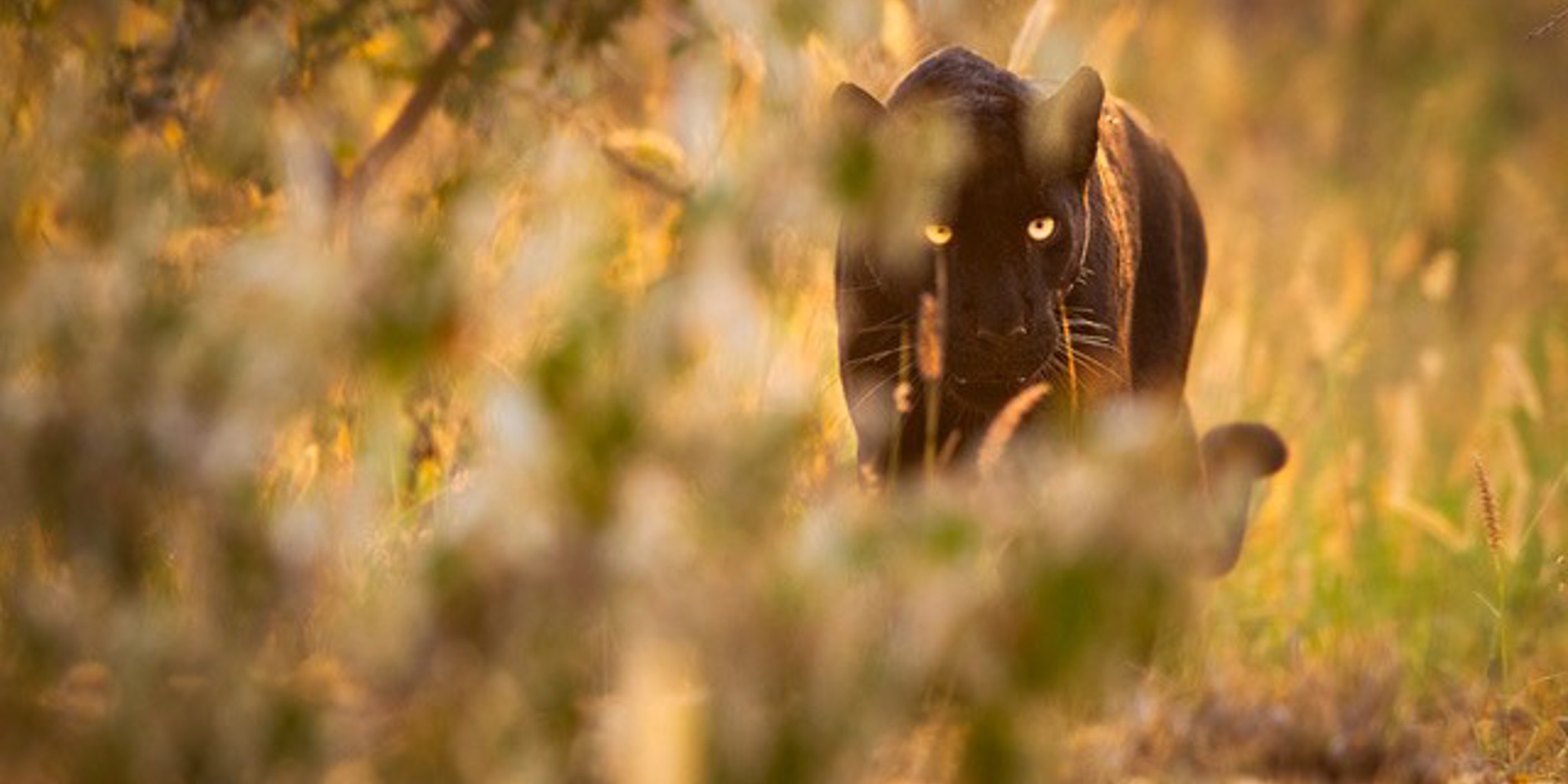 Black Leopard, Laikipia, Laikipia Wilderness, Kenya