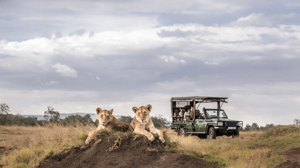 Lions, Governors, Okavango Delta, Botswana