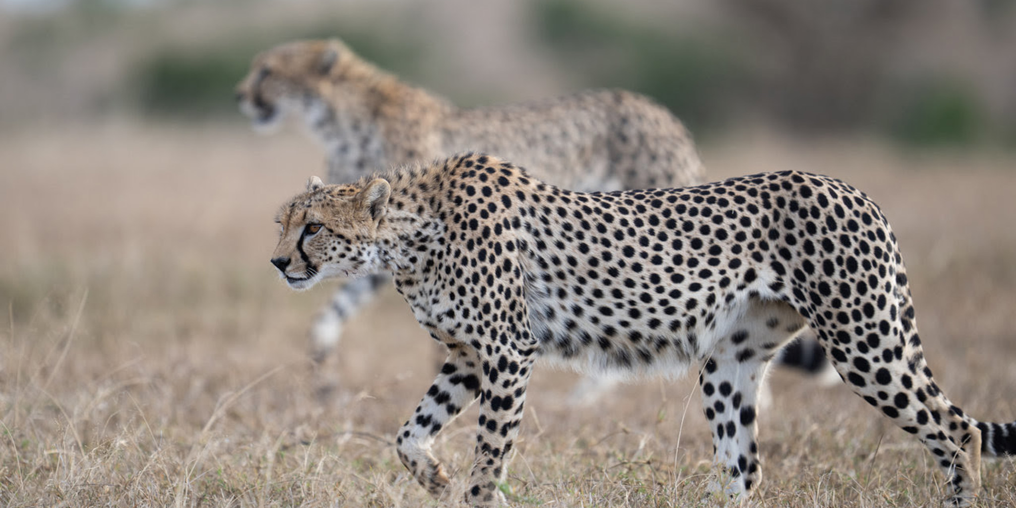 Cheetah, El Karama Lodge, Laikipia, Kenya