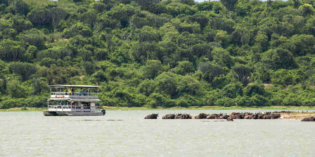 Hippos, Kyambura Gorge, Queen Elizabeth Np, Uganda