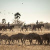 Horse Riding, Wildebeest, Camp Kalahari