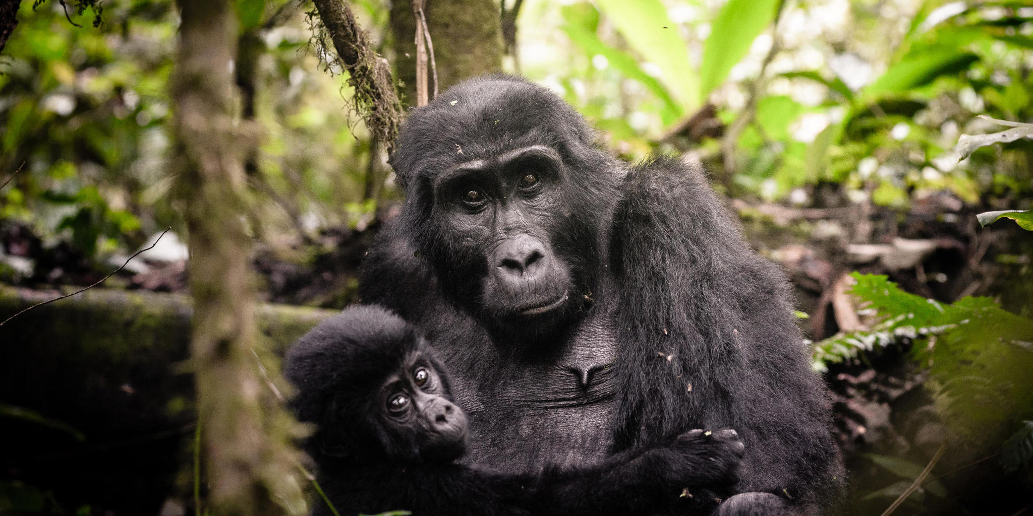 Gorilla, Sanctuary Gorilla Forest, Bwindi, Uganda