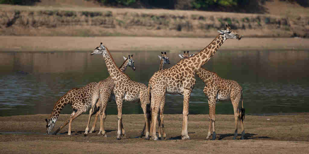 Giraffe, Nkonzi Camp, South Luangwa NP, Zambia