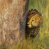 Cheetah, Lagoon Camp, Kwando Reserve, Botswana