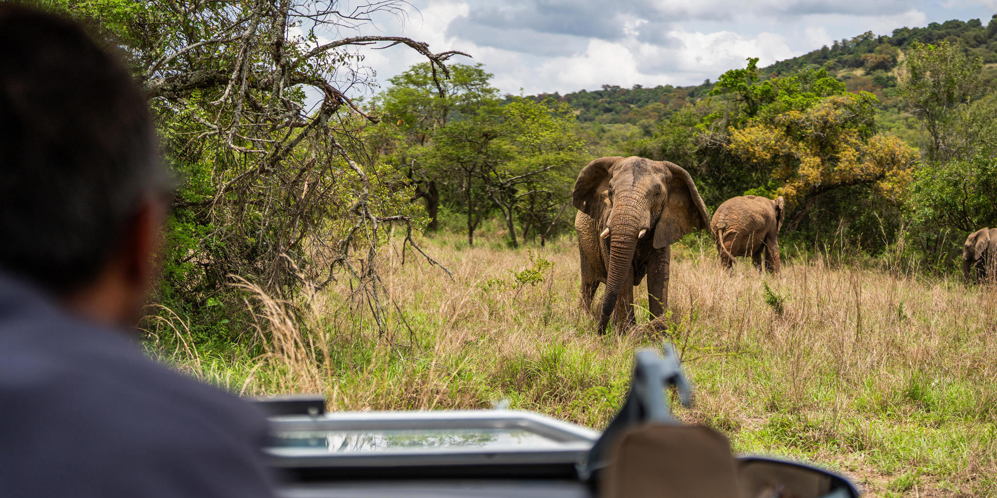 Elephant, Wilderness Magashi Peninsula, Akagera National Park, Rwanda