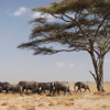 herding elephants homepage yellow zebra safaris