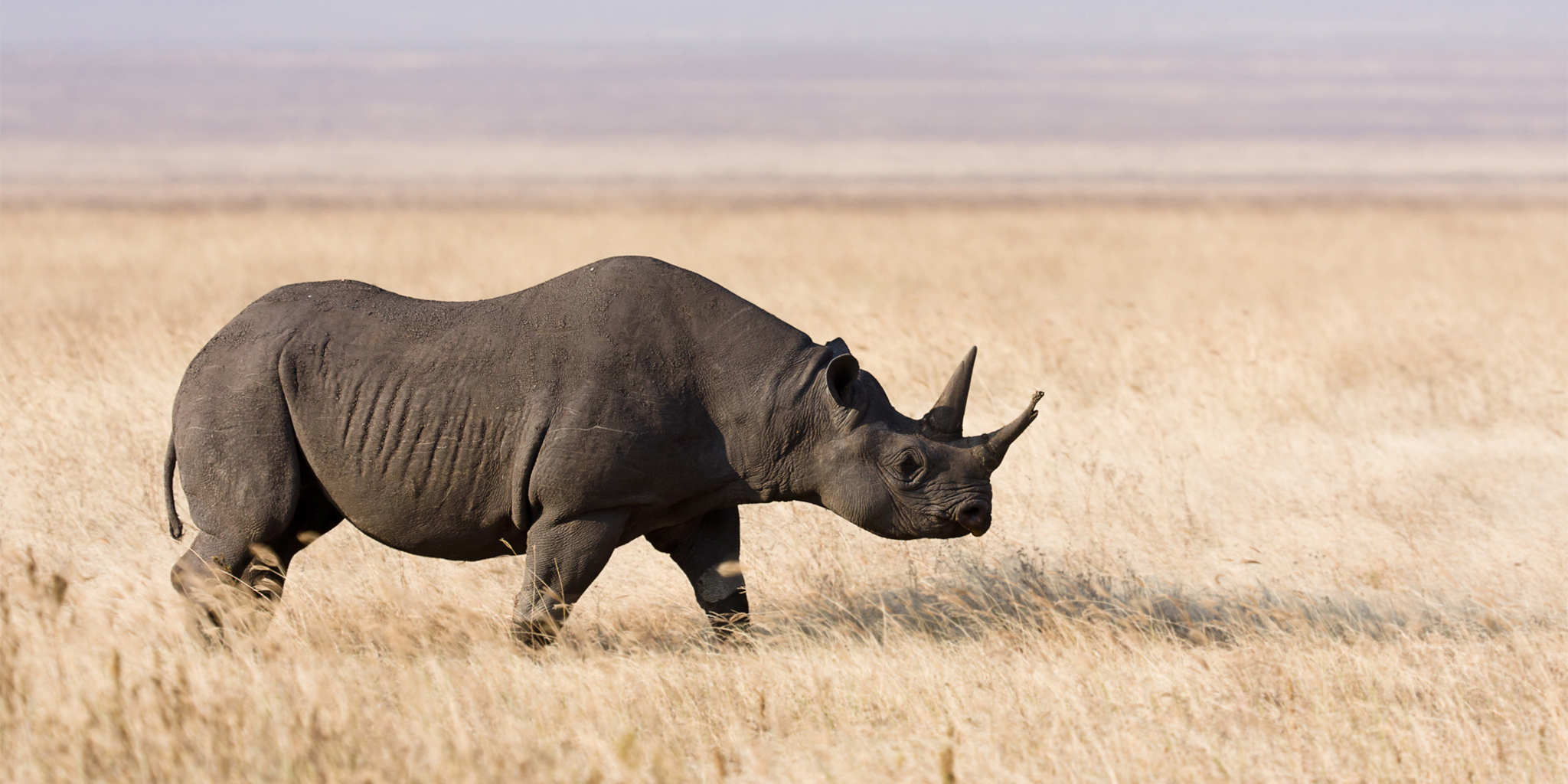 Rhino in Lewa Borana, Kenya safaris holidays