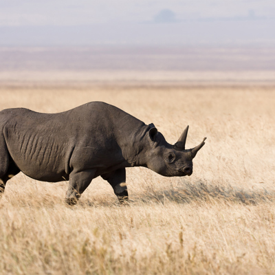 Rhino in Lewa Borana, Kenya safaris holidays