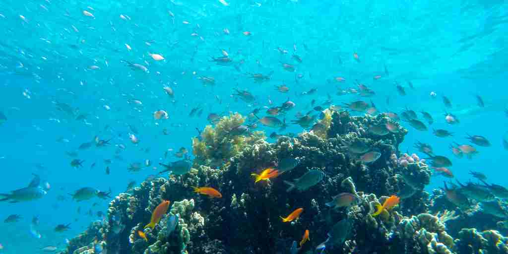 sea life, diving snorkelling undersea walk, mauritius 