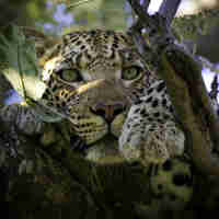 leopard safaris, sabi sand reserves, south africa