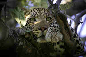 leopard safaris, sabi sand reserves, south africa