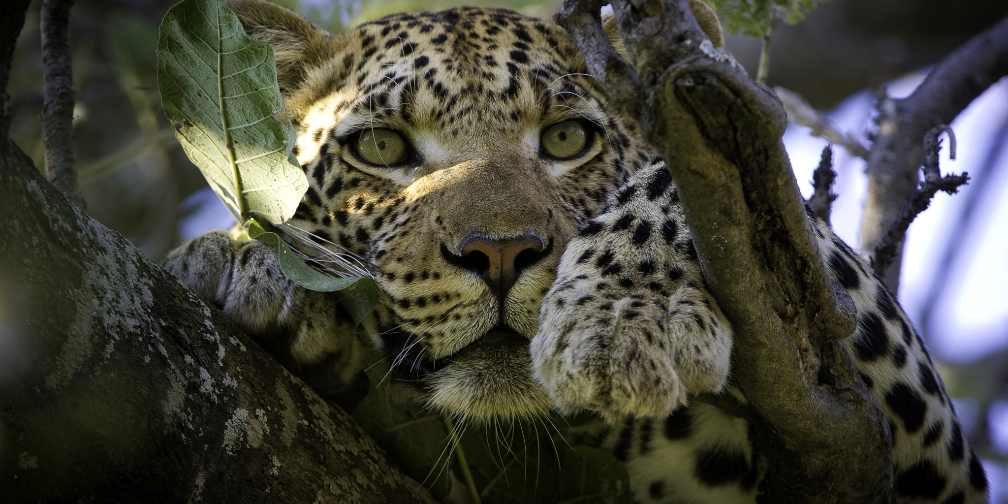 leopard in south africa, african safari holidays