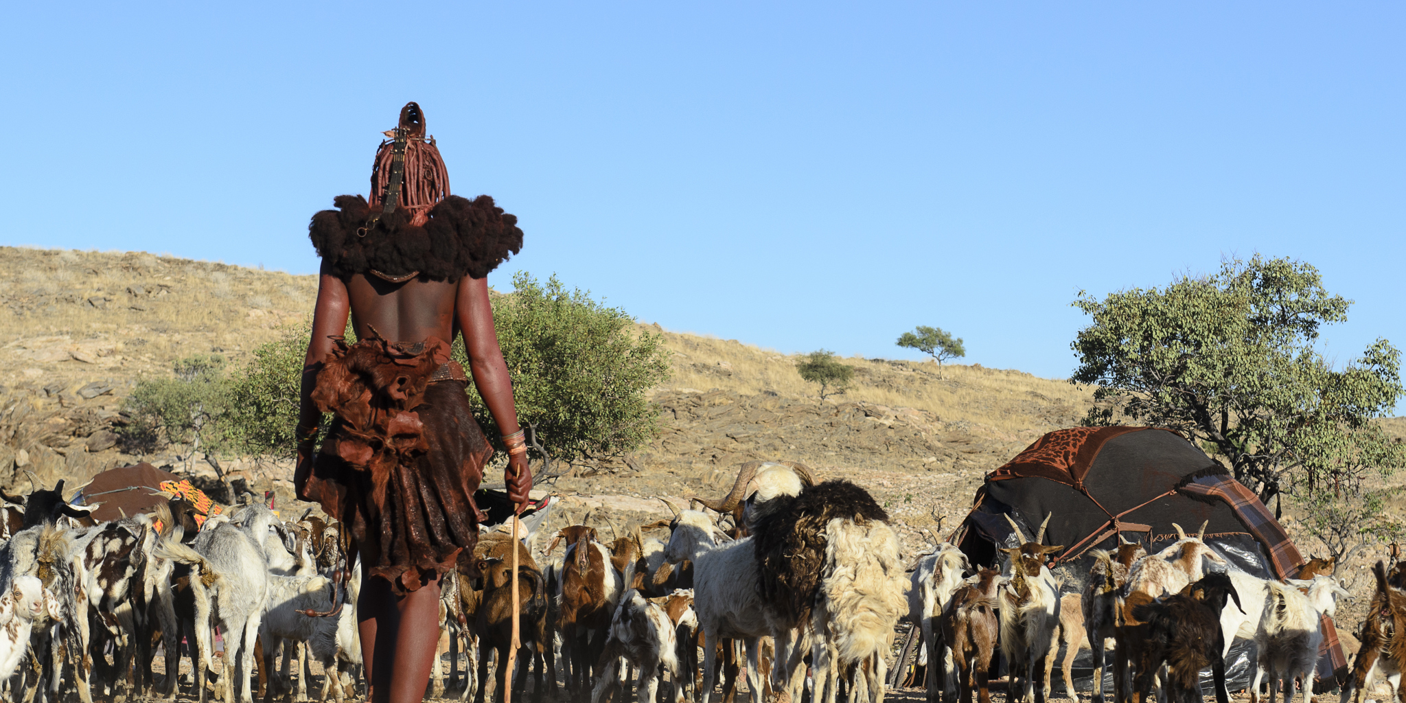 Namibia Himba Tribe herding