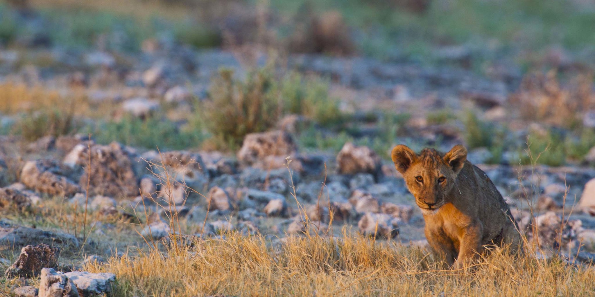 088 Etosha Wildlife