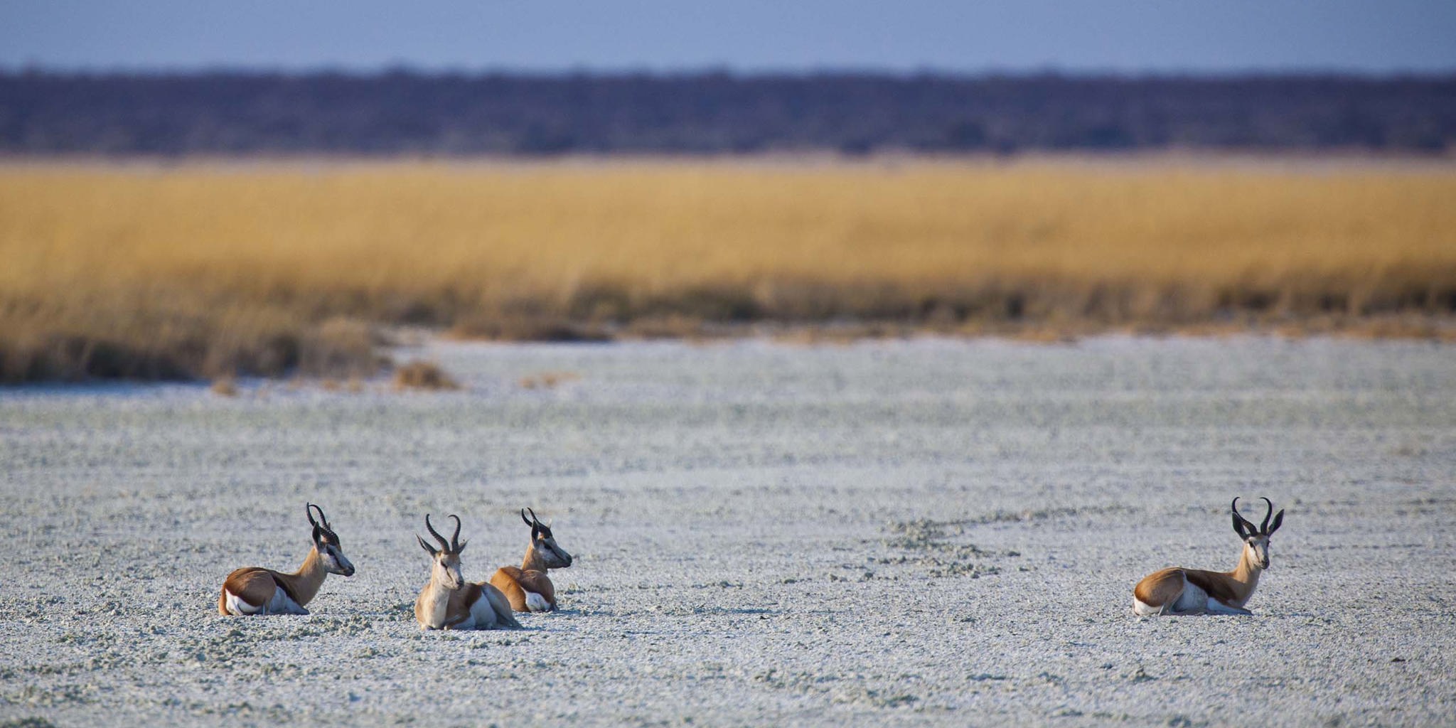 118 Etosha Wildlife