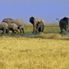 group of elephants in savute safari park, botswana, africa safaris