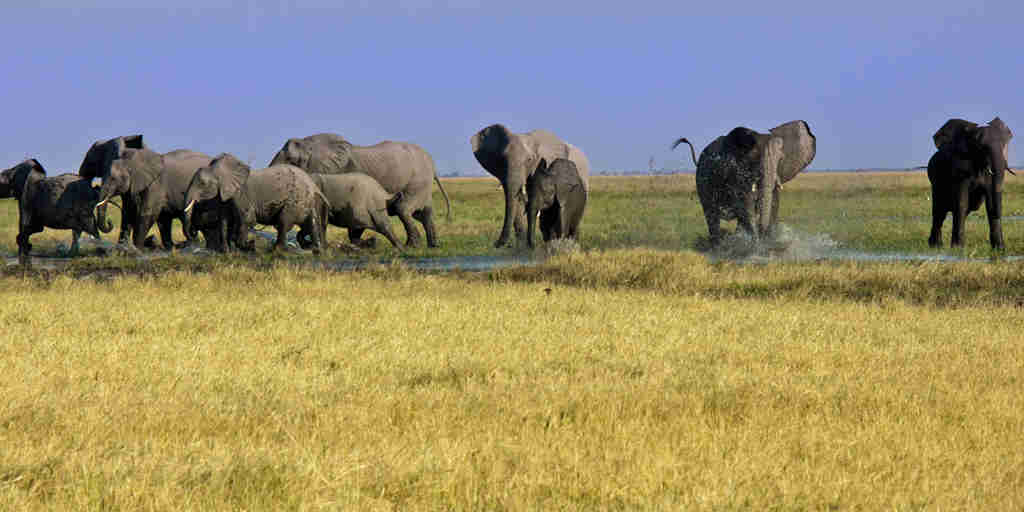 group of elephants in savute safari park, botswana, africa safaris