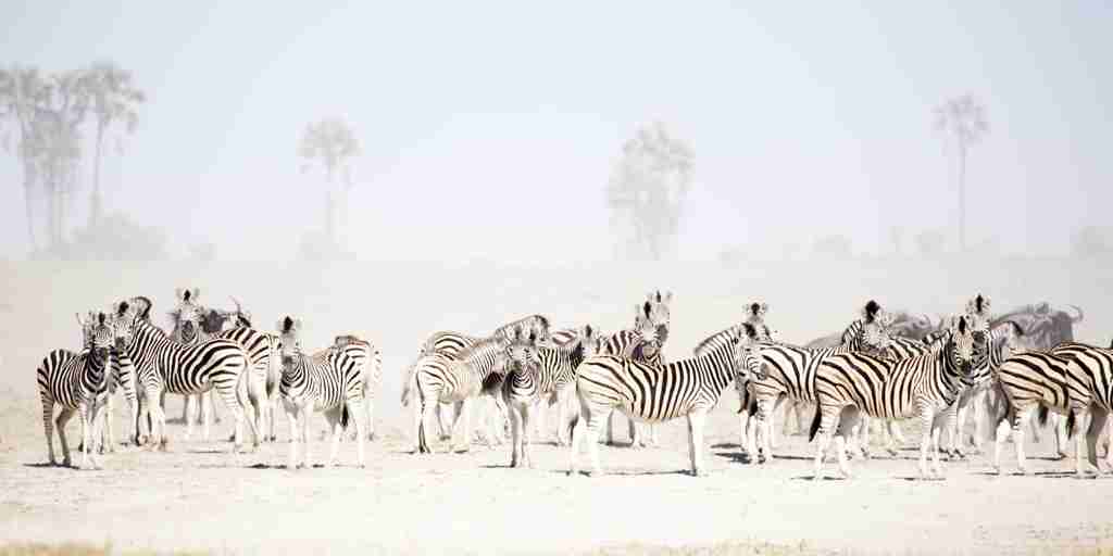 San Camp   Luxury Safaris Botswana (25)