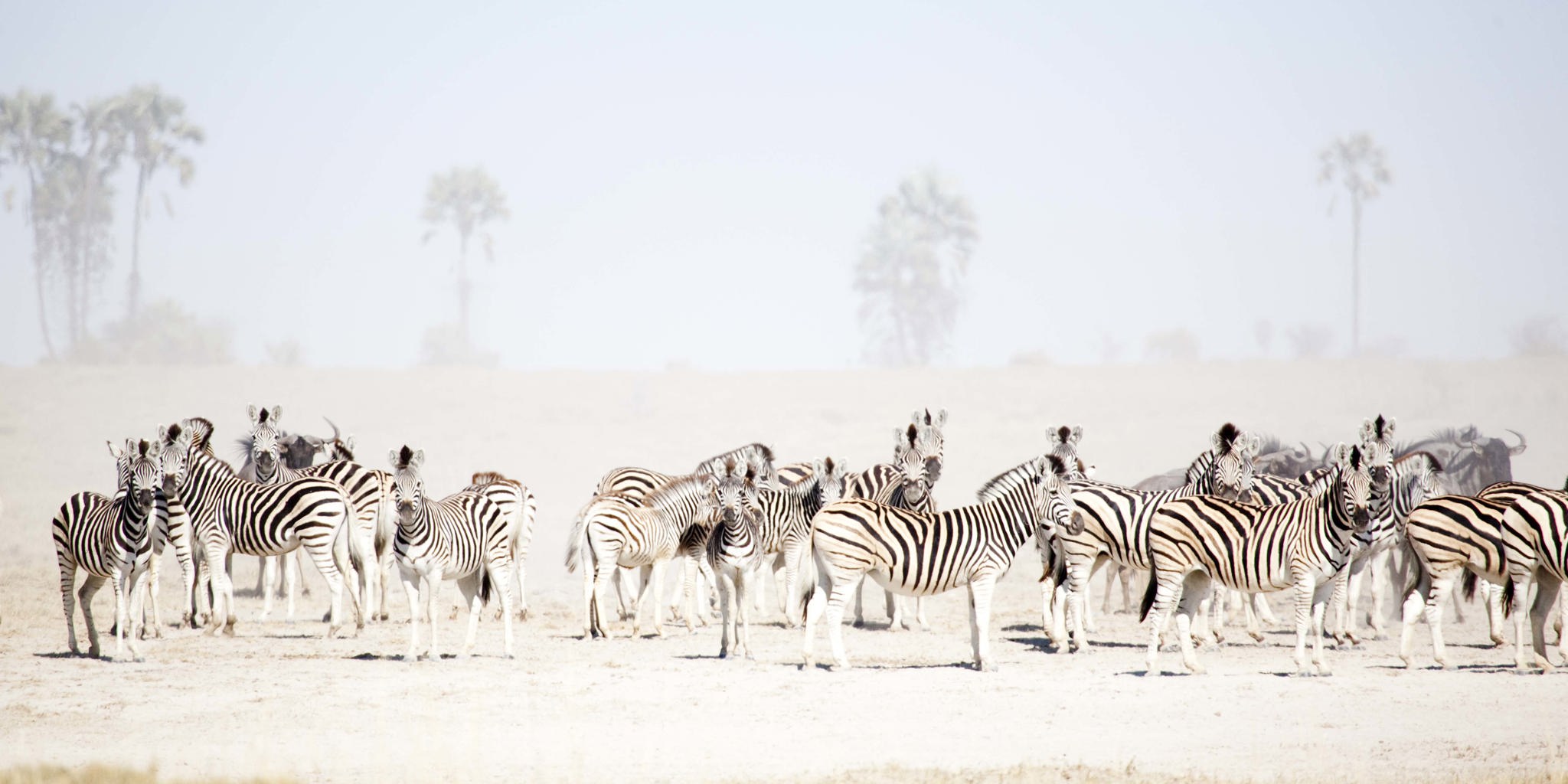 San Camp   Luxury Safaris Botswana (25)