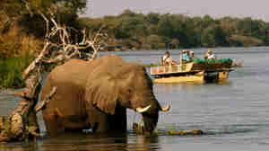 elephant, boating safaris, zambia vacations