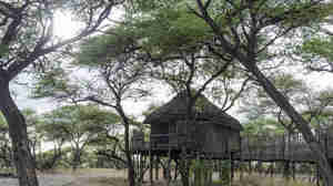 Onguma Tree Top 0511