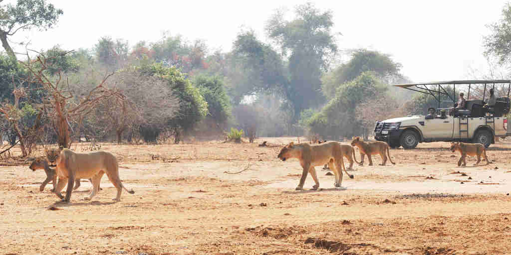 PB Activity   Game Drive with Lion2