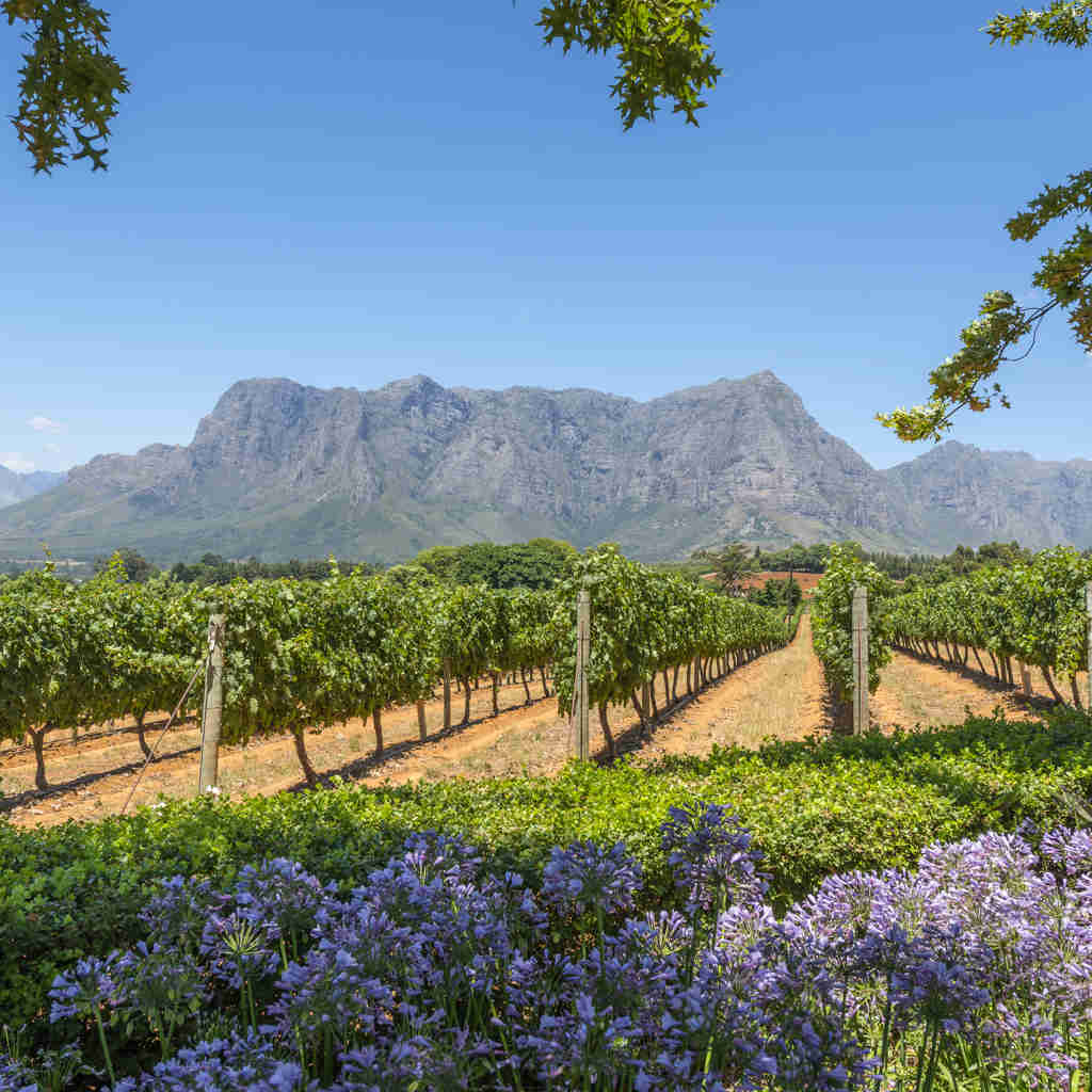 The Winelands, Cape Town, Opulent South Africa