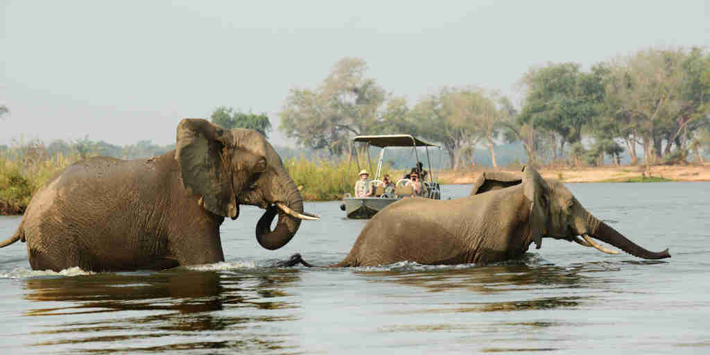 elephants, boating safaris, zambia vacations
