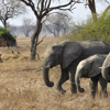 Mountain Biking, Tafika Camp, South Luangwa NP, Zambia