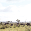 londo elephants