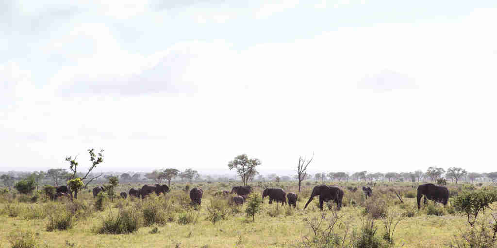 londo elephants