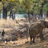 Walking Safari, Chikoko Tree Camp, South Luangwa, Zambia