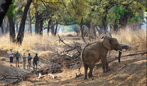 Walking Safari, Chikoko Tree Camp, South Luangwa, Zambia