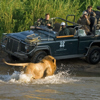 DD LandRover Lion