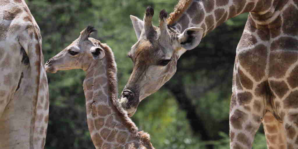 giraffe safaris, central namibia wildlife holidays