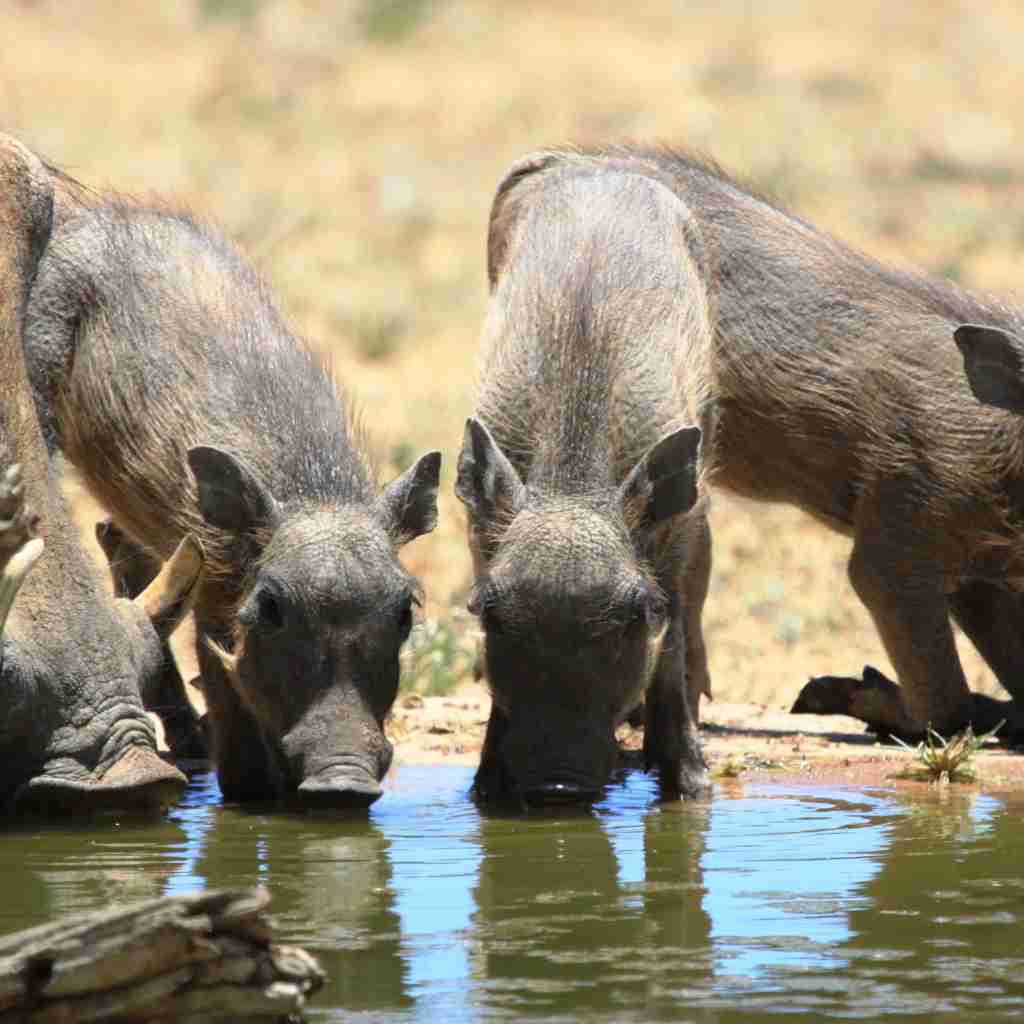 warthogs, central namibia wildlife, africa safaris