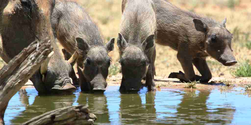 warthogs, central namibia wildlife, africa safaris