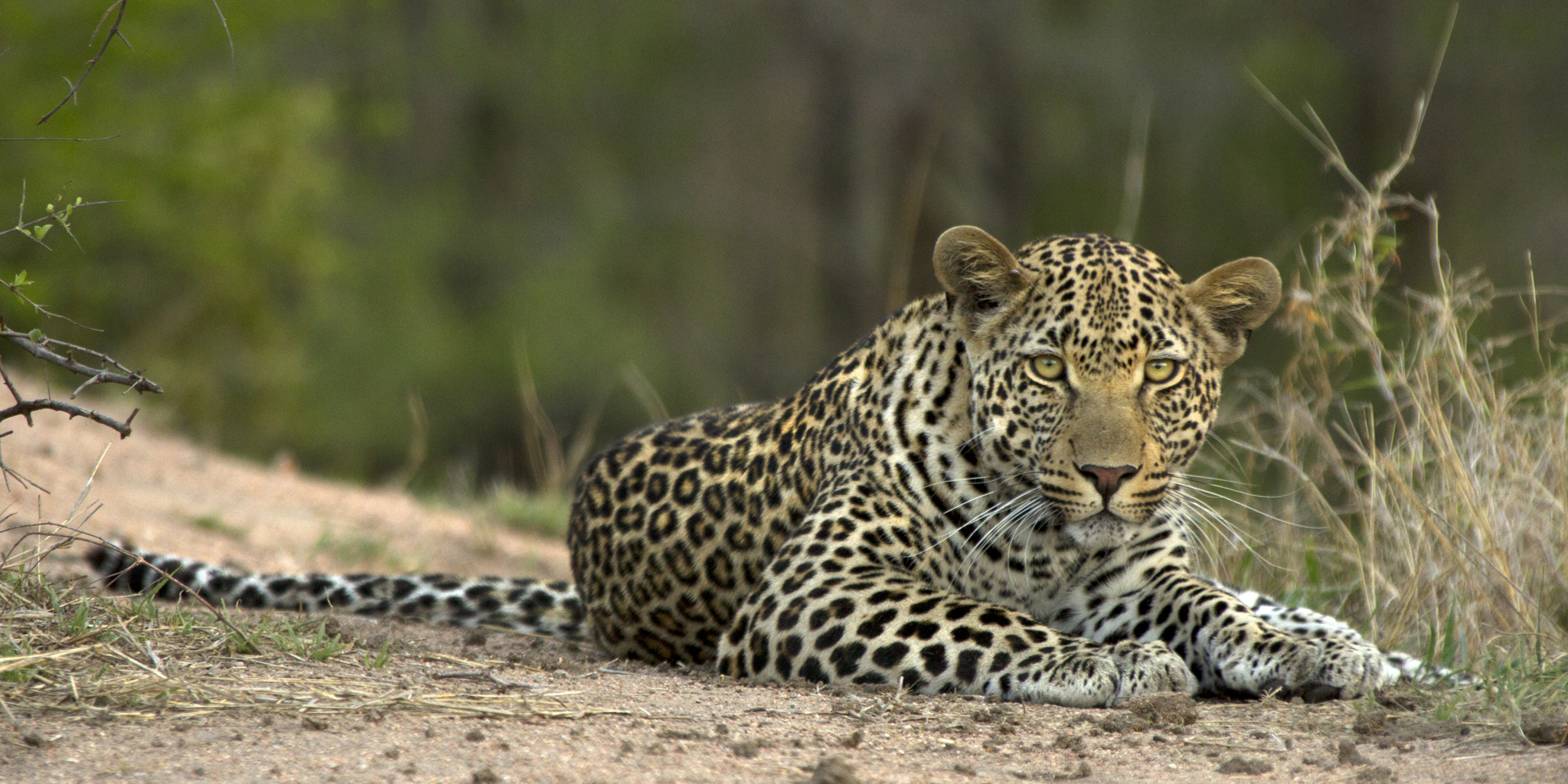JM Leopard1