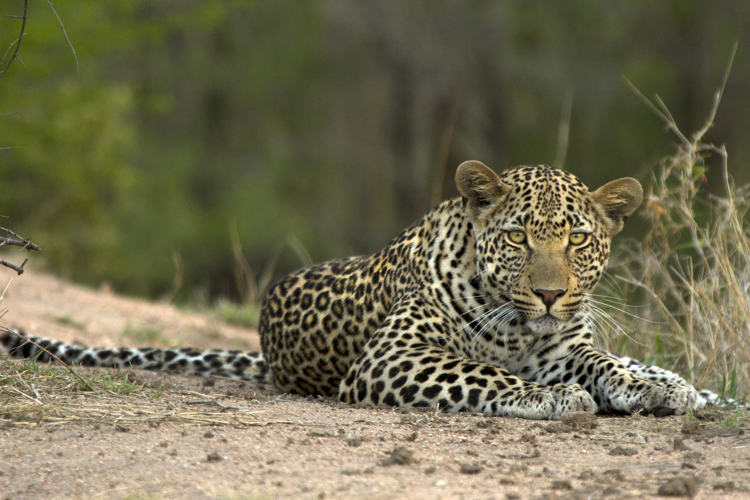 JM Leopard1