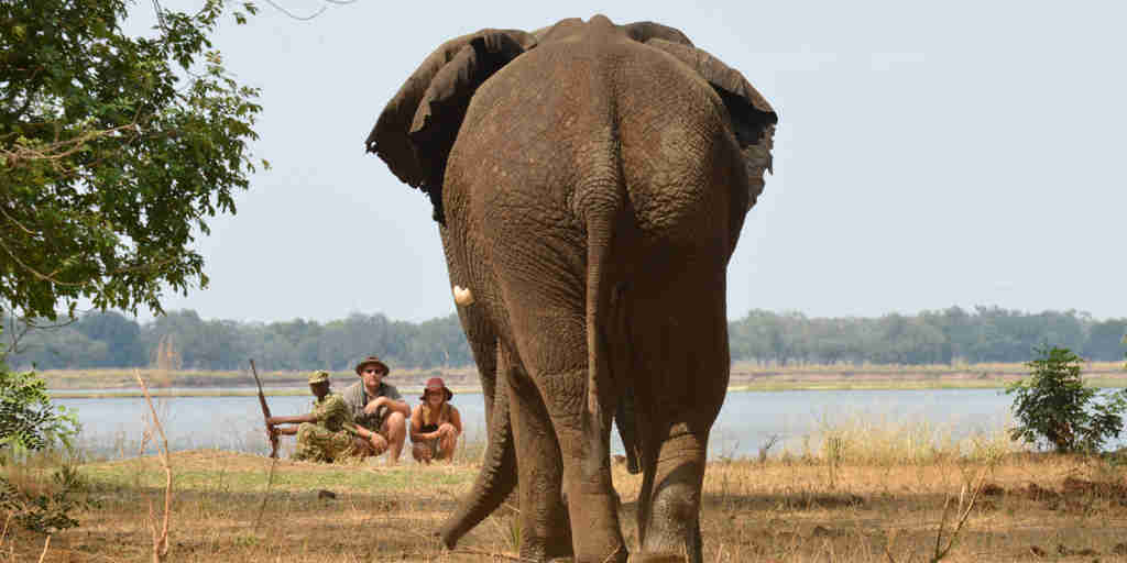 elephant in lower zambezi national park, zambia safaris