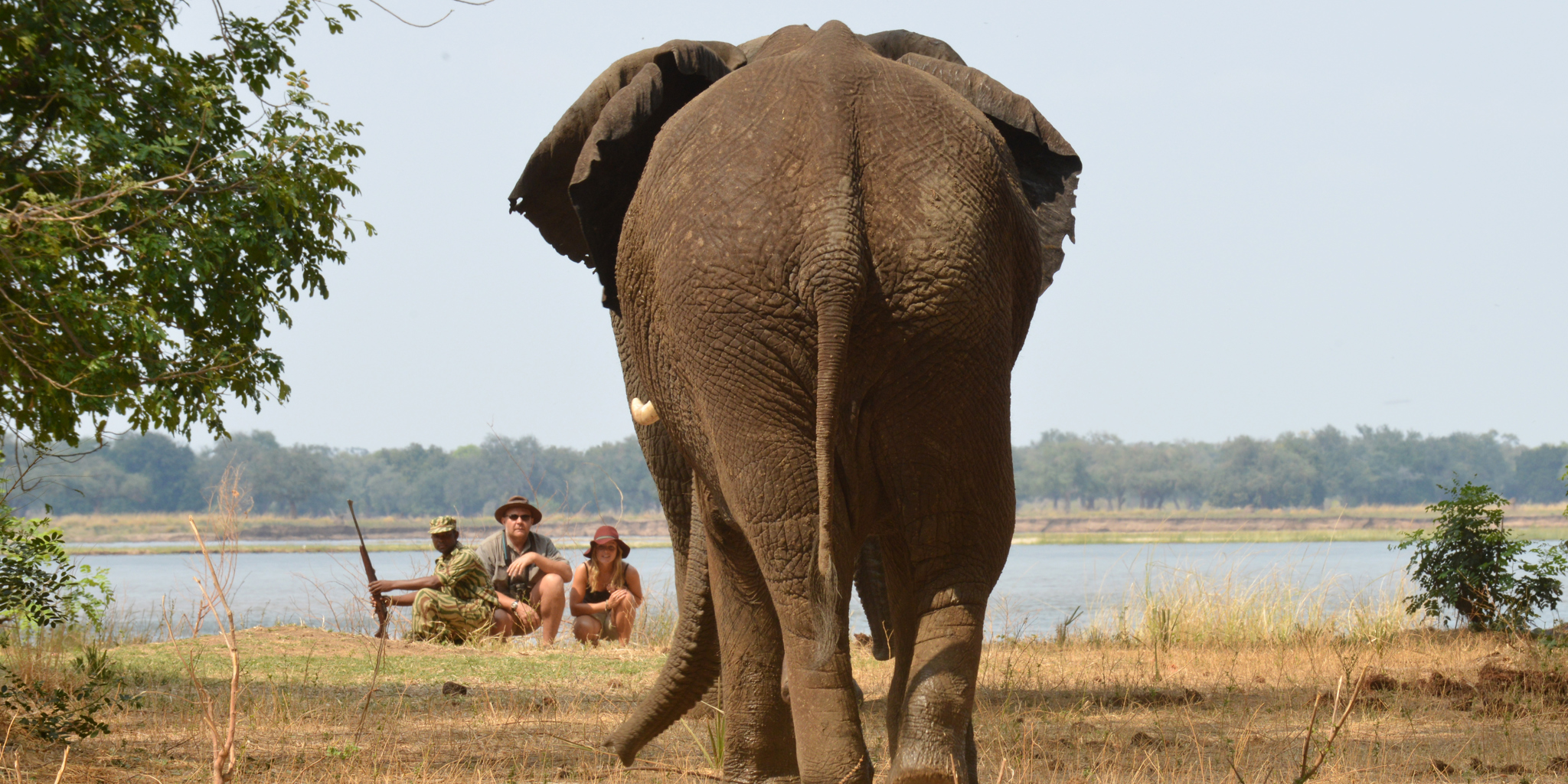 elephant in lower zambezi national park, zambia safaris