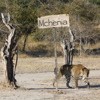 luangwa leopards, areas and experiences, zambia