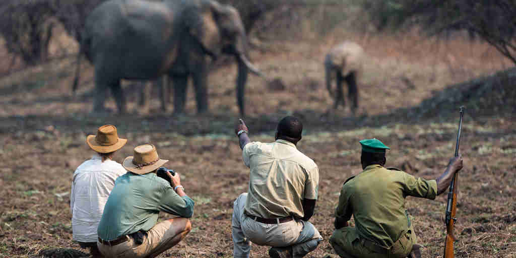 elephant encounter, zambia walking safari