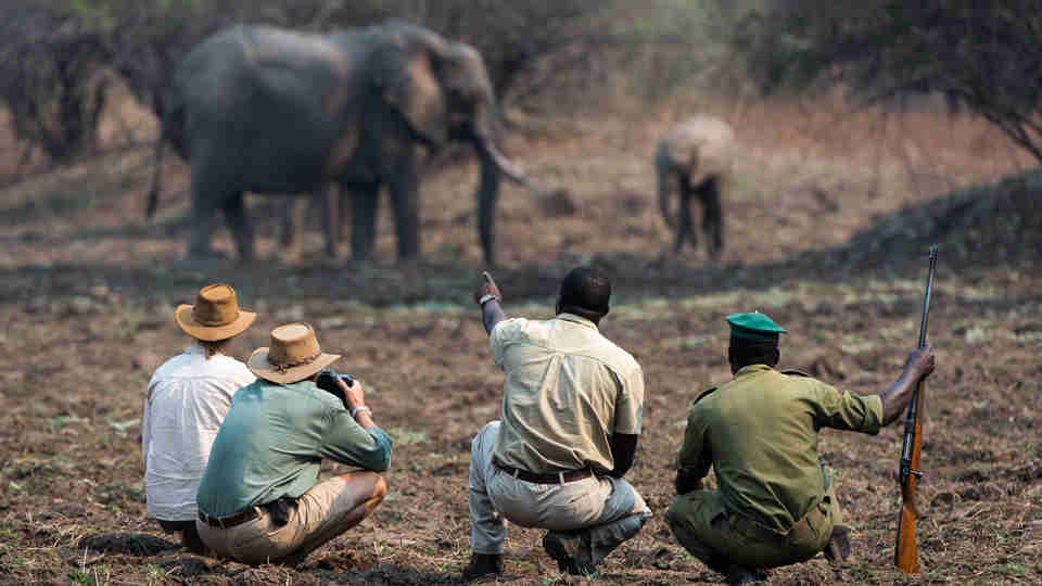 elephant encounter, zambia walking safari